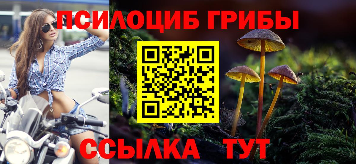 Псилоцибиновые грибы Cubensis  Вход с VPN  Гатчина  Галлюциногенные грибы Psilocybine cubensis 